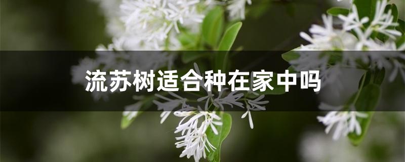 流苏树适合种在家中吗