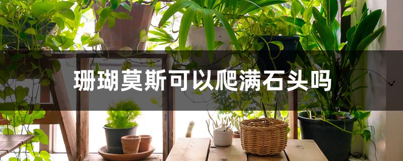 珊瑚莫斯可以爬满石头吗 珊瑚莫斯可以爬满石头吗