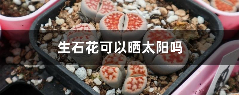 生石花可以晒太阳吗 生石花可以晒太阳吗