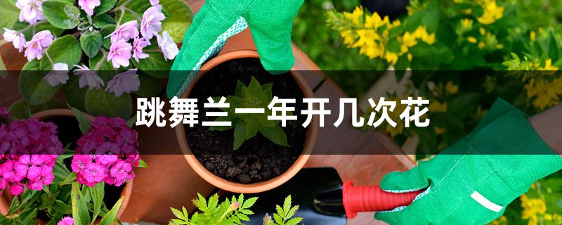 跳舞兰一年开几次花