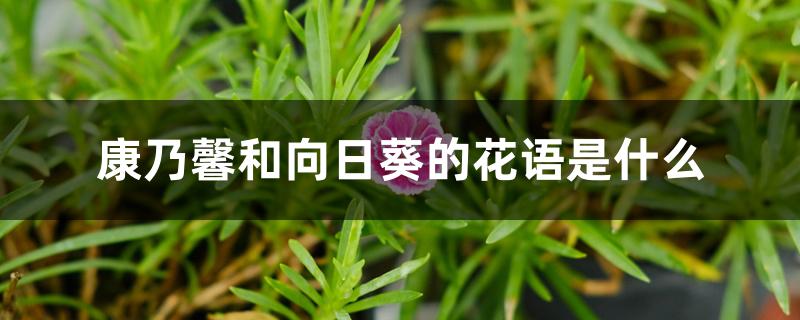 康乃馨和向日葵的花语是什么