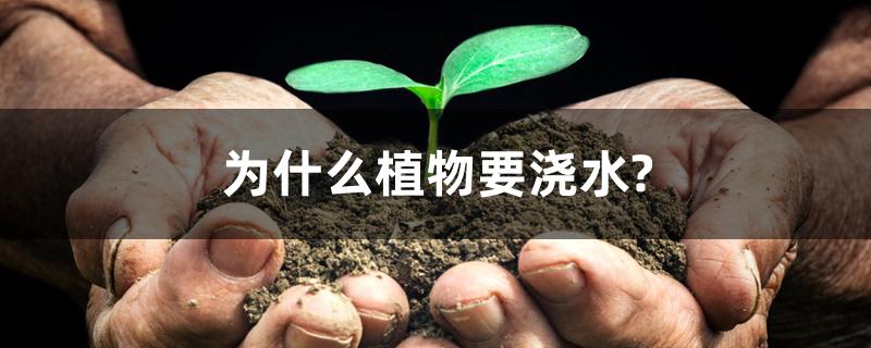 为什么植物要浇水? 为什么植物要浇水?