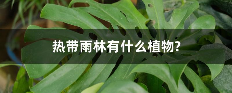 热带雨林有什么植物?