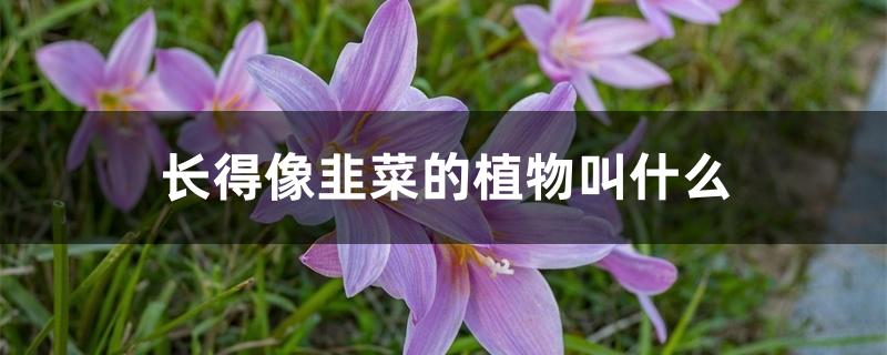 长得像韭菜的植物叫什么