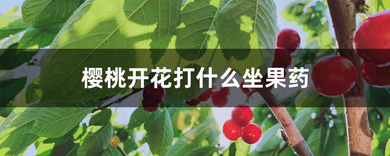樱桃开花打什么坐果药 樱桃开花打什么坐果药