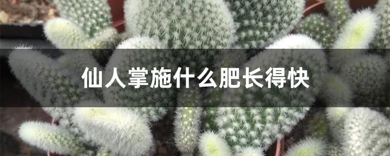 仙人掌施什么肥长得快