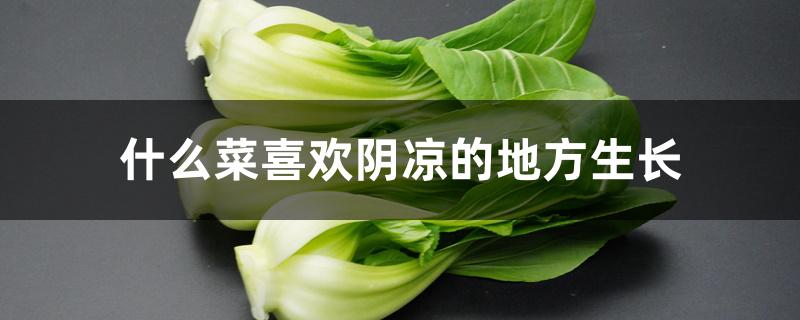 什么菜喜欢阴凉的地方生长