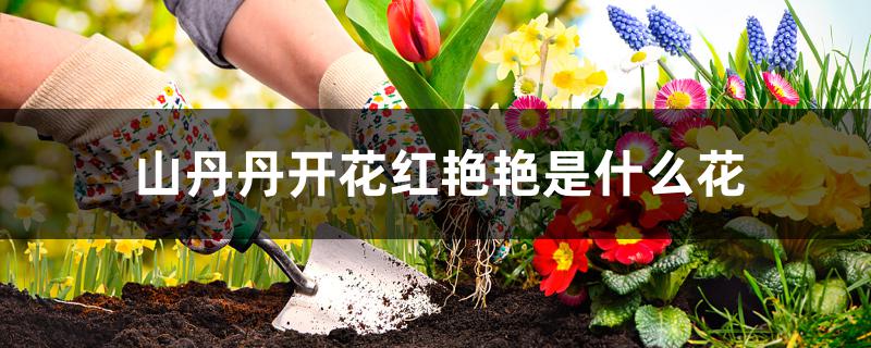 山丹丹开花红艳艳是什么花