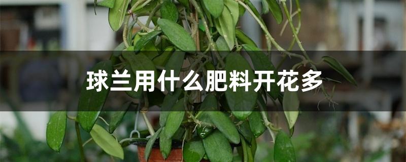 球兰用什么肥料开花多