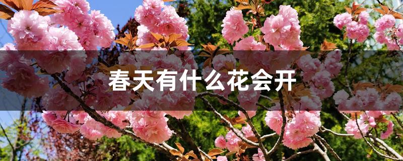春天有什么花会开 春天有什么花会开