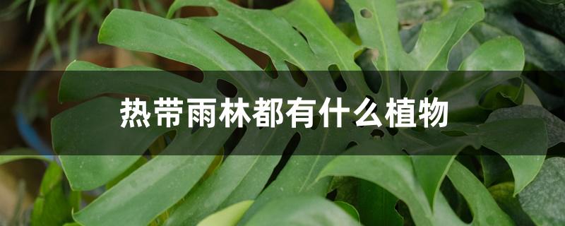 热带雨林都有什么植物