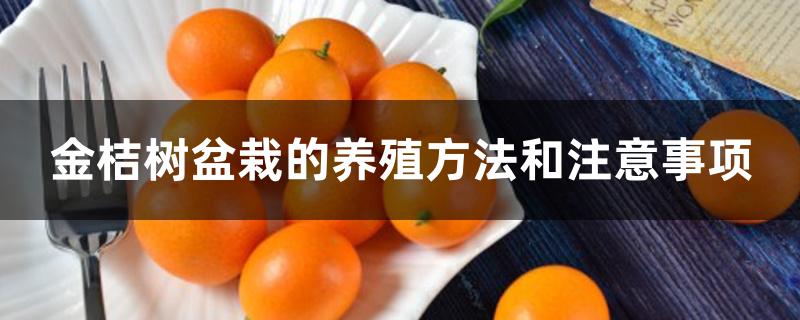 金桔树盆栽的养殖方法和注意事项 金桔树盆栽的养殖方法和注意事项