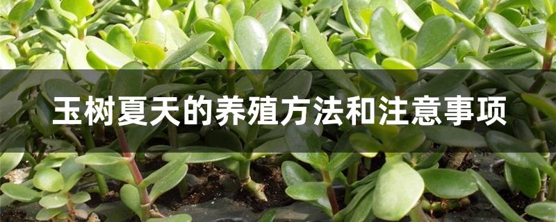 玉树夏天的养殖方法和注意事项