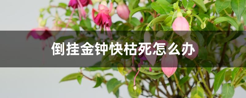 倒挂金钟快枯死怎么办