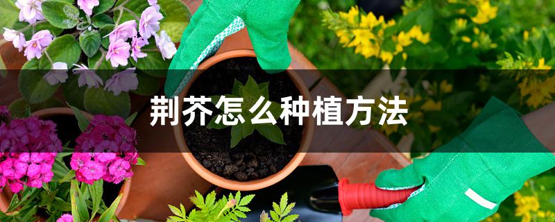 荆芥怎么种植方法