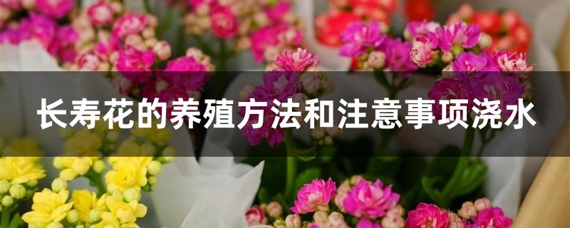 长寿花的养殖方法和注意事项浇水