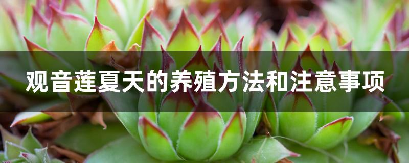 观音莲夏天的养殖方法和注意事项 观音莲夏天的养殖方法和注意事项