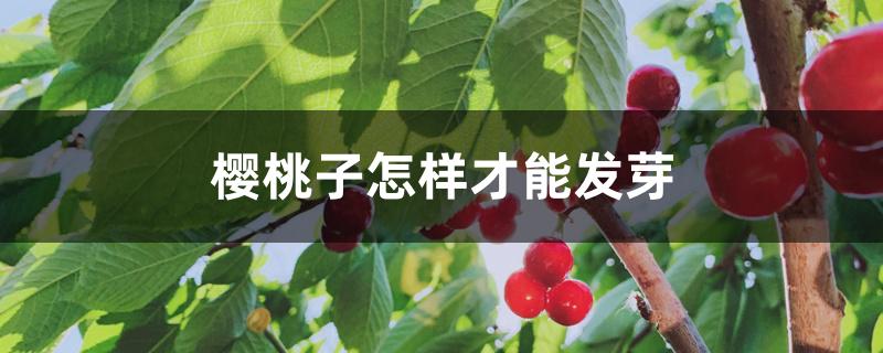 樱桃子怎样才能发芽
