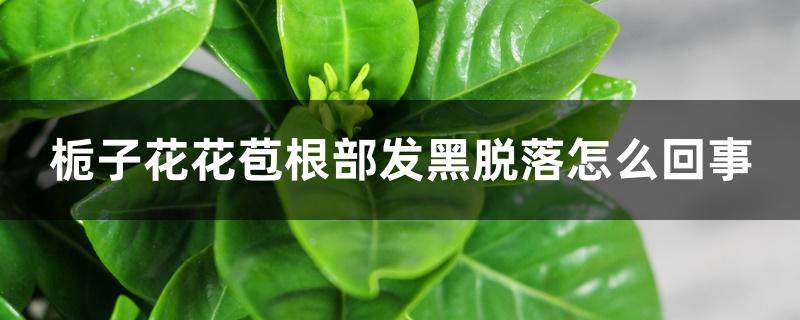 栀子花花苞根部发黑脱落怎么回事