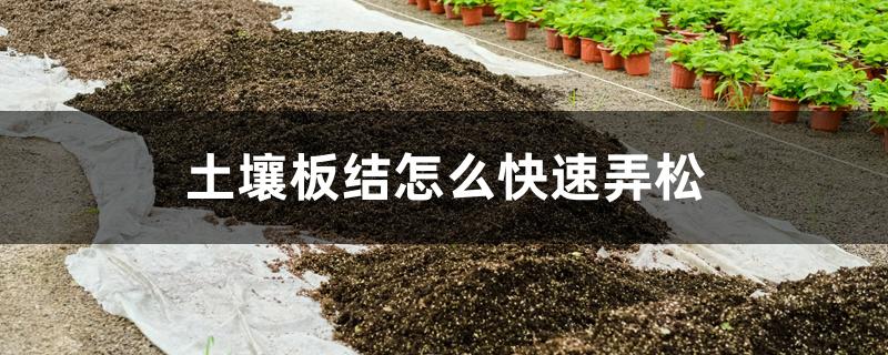 土壤板结怎么快速弄松