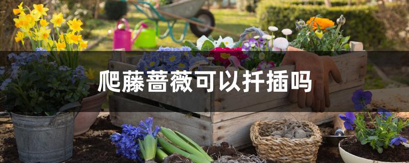爬藤蔷薇可以扦插吗 爬藤蔷薇可以扦插吗