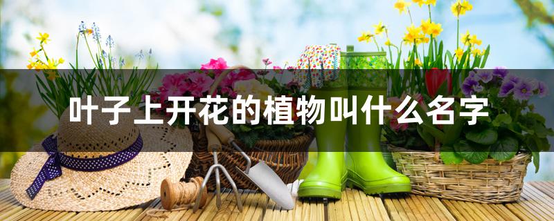 叶子上开花的植物叫什么名字