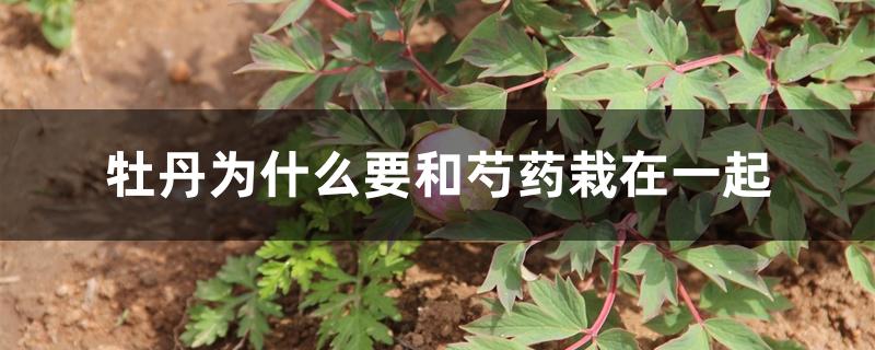 牡丹为什么要和芍药栽在一起