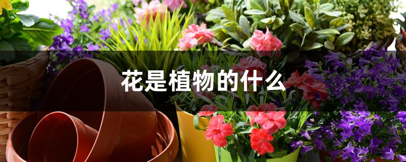 花是植物的什么