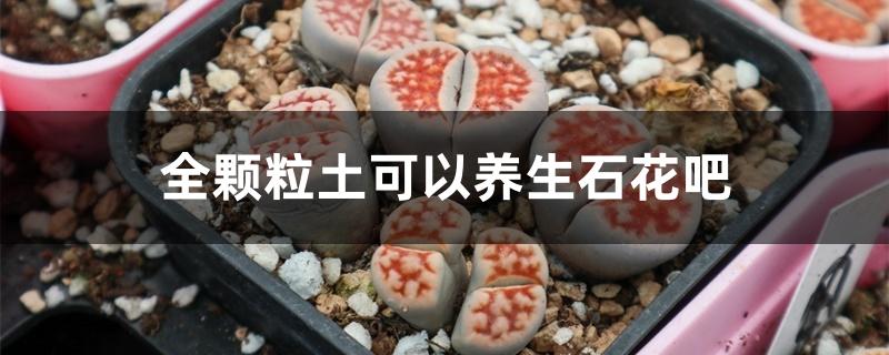 全颗粒土可以养生石花吧