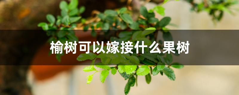 榆树可以嫁接什么果树