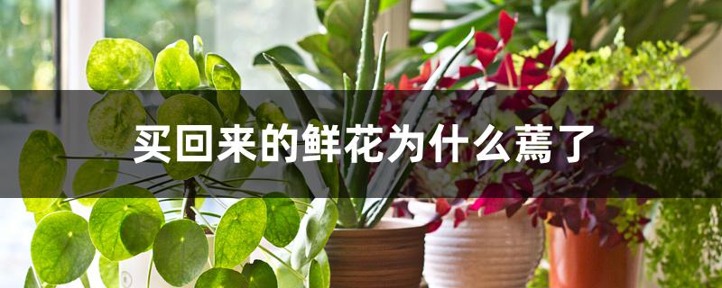 买回来的鲜花为什么蔫了