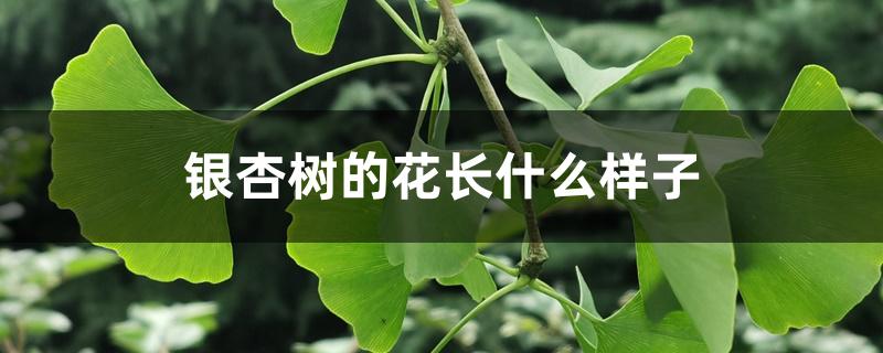 银杏树的花长什么样子