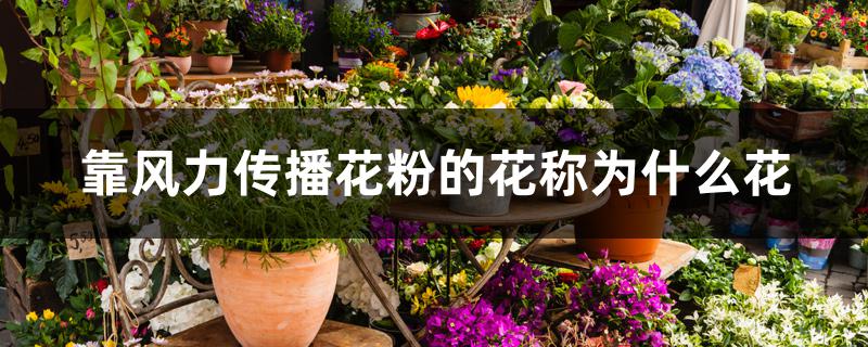 靠风力传播花粉的花称为什么花
