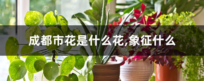 成都市花是什么花,象征什么