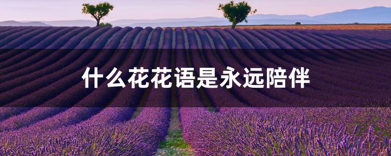 什么花花语是永远陪伴