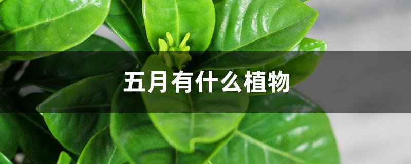 五月有什么植物