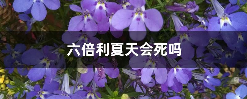 六倍利夏天会死吗