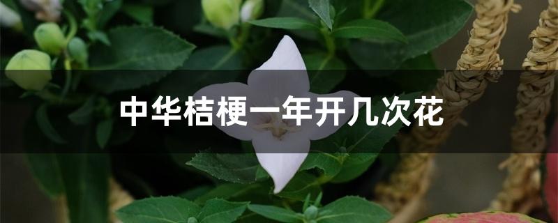 中华桔梗一年开几次花