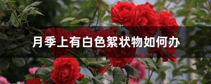 月季上有白色絮状物如何办