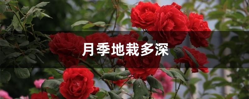 月季地栽多深 月季地栽多深