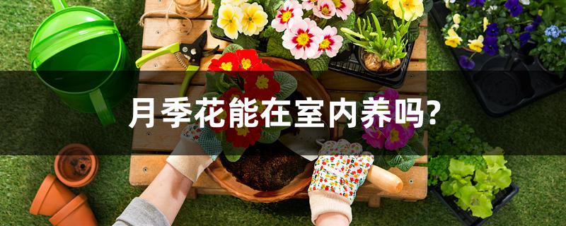 月季花能在室内养吗?