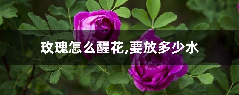 玫瑰怎么醒花,要放多少水