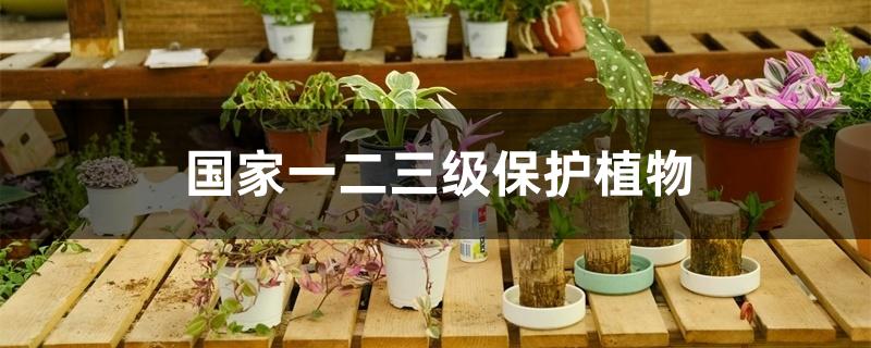 国家一二三级保护植物