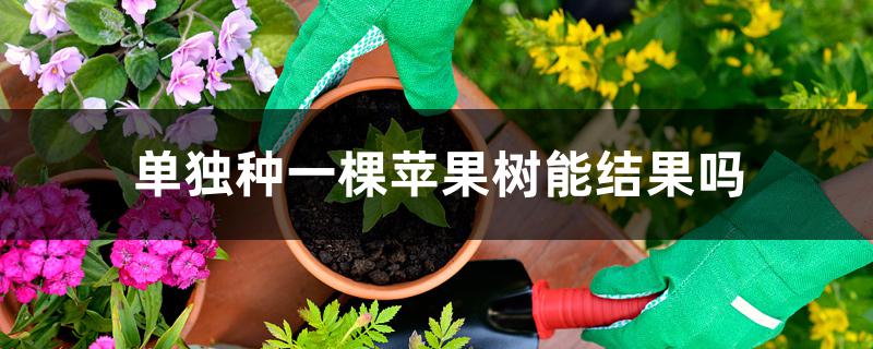 单独种一棵苹果树能结果吗 单独种一棵苹果树能结果吗