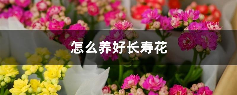 怎么养好长寿花，注意事项是什么