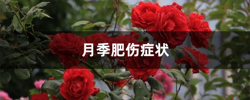 月季肥伤症状