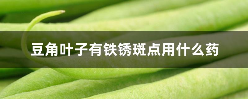 豆角叶子有铁锈斑点用什么药