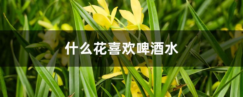 什么花喜欢啤酒水 什么花喜欢啤酒水