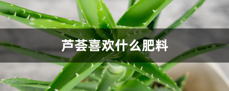 芦荟喜欢什么肥料