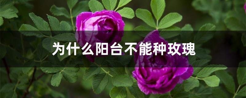 为什么阳台不能种玫瑰